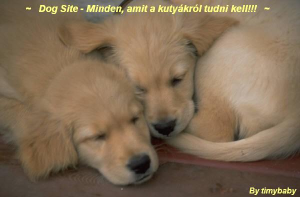 Dog Site - Minden, amit a kutykrl tudni kell!